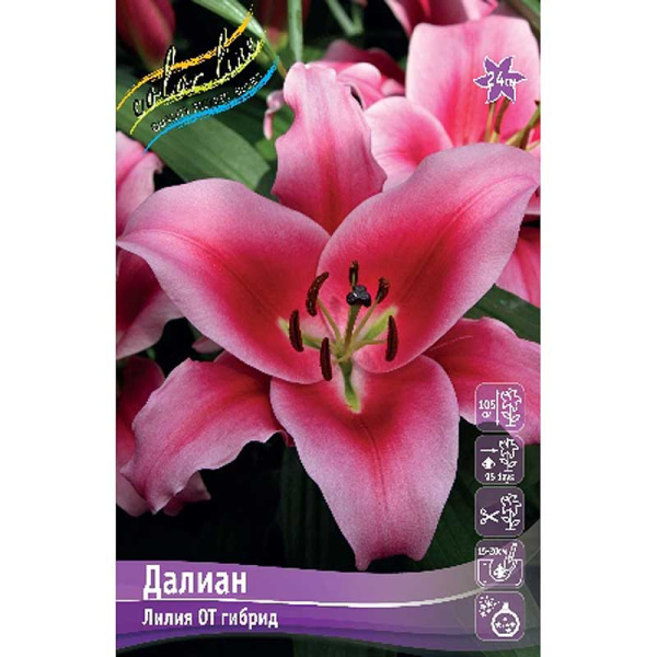 Лилия Далиан 12/14 5 шт 