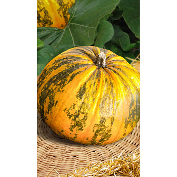 Тыква Витаминная мускатная 15шт Садовита Ц