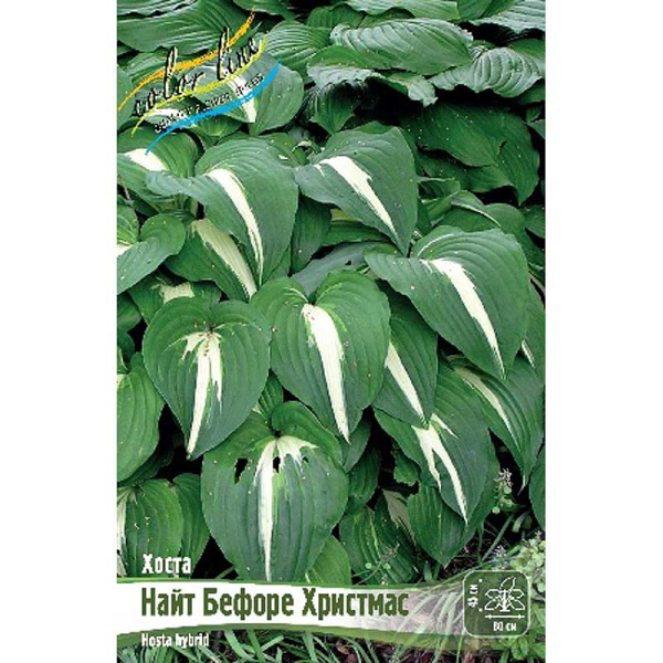 Хоста Найт Бефоре Христмас 1 n 25 шт Биг-пак 6006