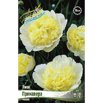 Пион Примавера 2/3 n 1 шт