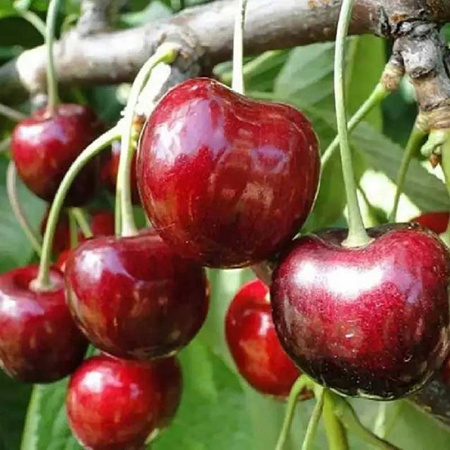 Черешня Мичуринская поздняя Садовита