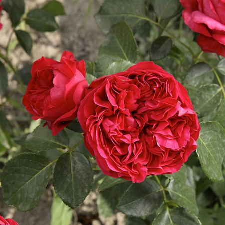 Роза шраб Эрик Таберли Садовита