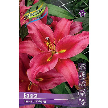 Лилия Бакка 14/16 5 шт 