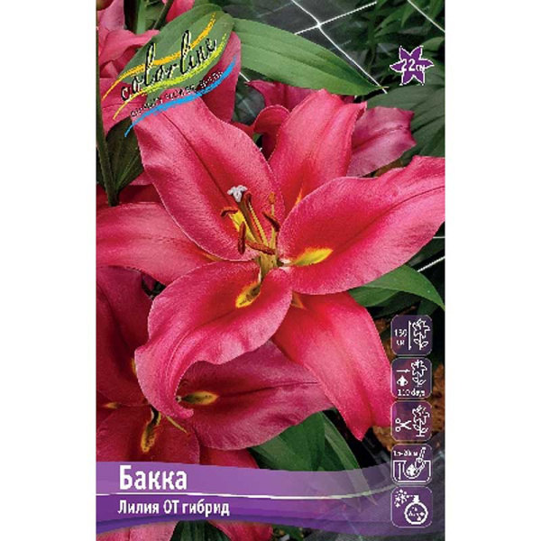 Лилия Бакка 14/16 5 шт 