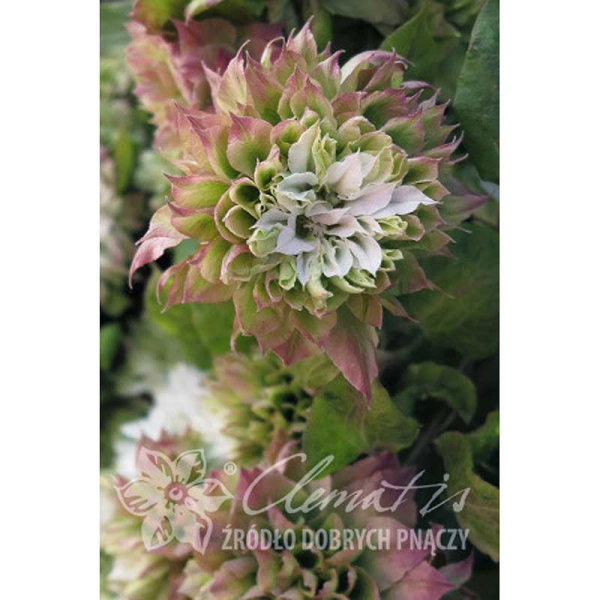 Клематис Сен-Но-Казе P9 шт