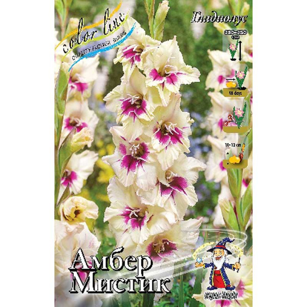 Гладиолус Амбер Мистик 10/12 100 шт Шоу-бокс 9576