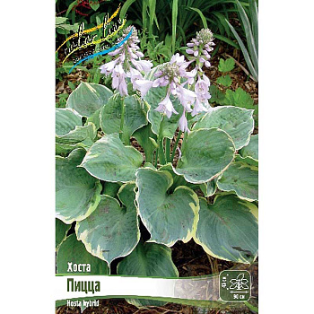 Хоста Пицца 1 n 25 шт Биг-пак 5965