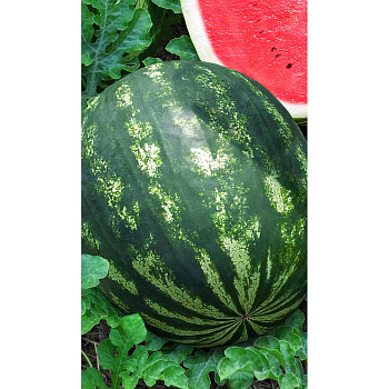 Арбуз Астраханский 1гр Садовита Ц