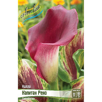 Калла Капитан Рено 12/14 30 шт Шоу-бокс 8711