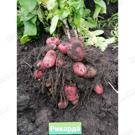 Картофель семенной Рикарда Элита 25кг Удмуртия