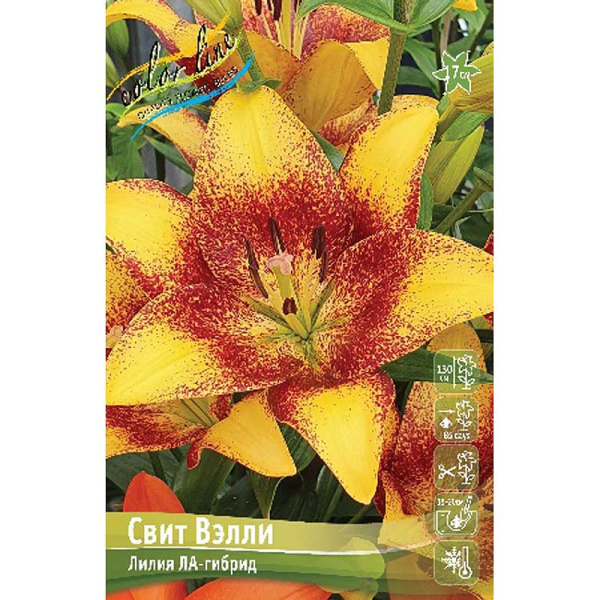 Лилия Свит Вэлли 12/14 25 шт Биг-пак 13707