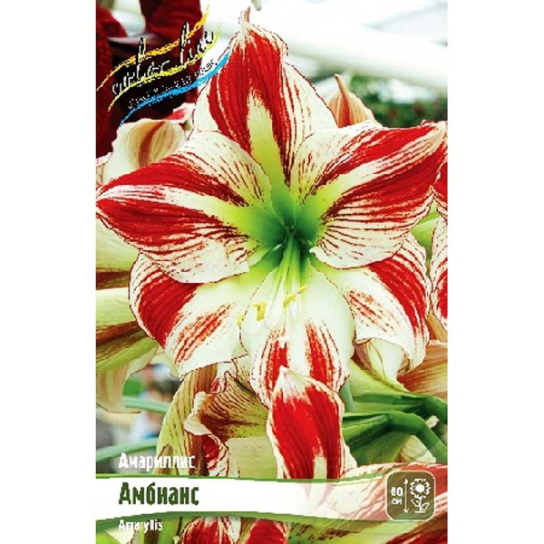 Амариллис Амбианс 22/24 8 шт Шоу-Бокс 5225