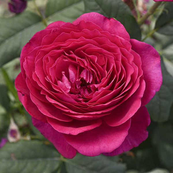 Роза чайно-гибридная Иоганн Вольфганг фон Гете Садовита