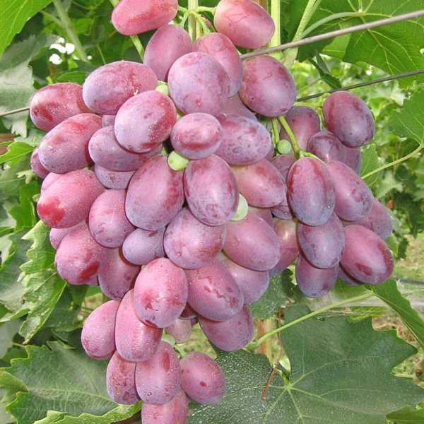 Виноград Ризамат ранний Садовита