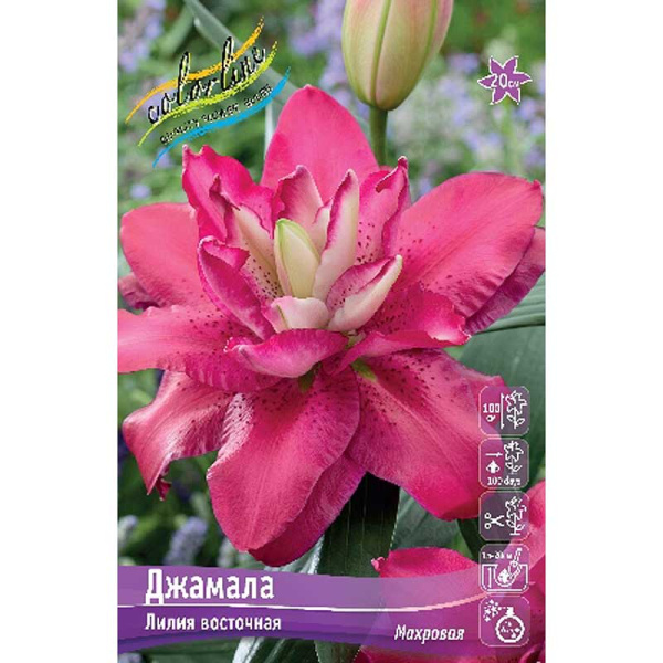 Лилия Джамала 16/18 3 шт 