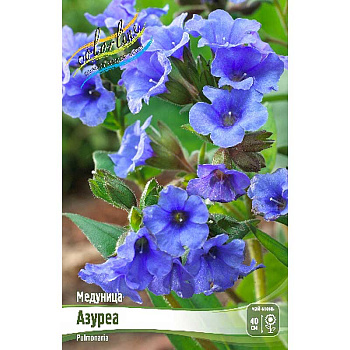 Медуница Азуреа 2/3 n 1 шт