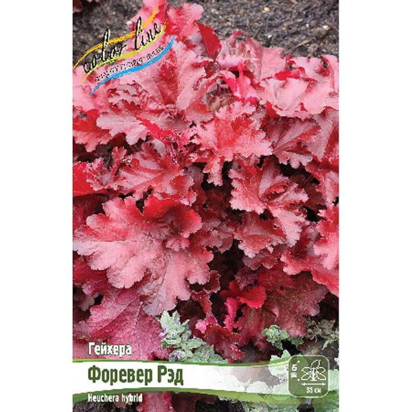 Гейхера Форевер Рэд I 25 шт Биг-пак 13384