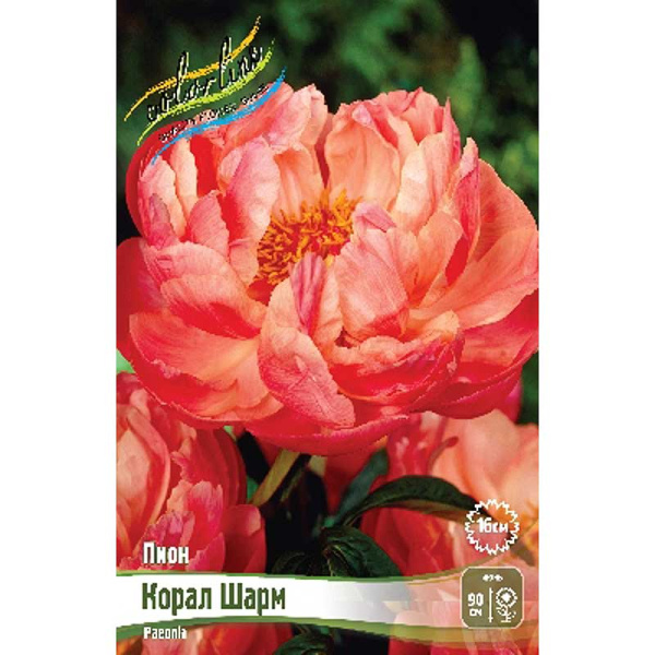 Пион Корал Шарм 3/5 n 15 шт Биг-Пак 6520 