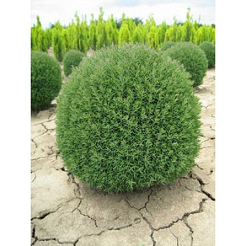 Туя Западная Тедди P