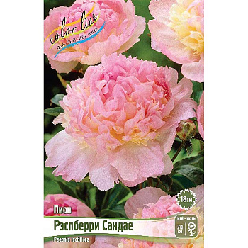 Пион Рэспберри Сандае 2/3 n 15 шт Биг-Пак 8016 