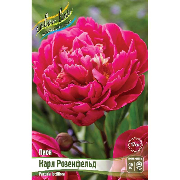Пион Карл Розенфельд 3/5 n 10 шт Биг-пак 5341