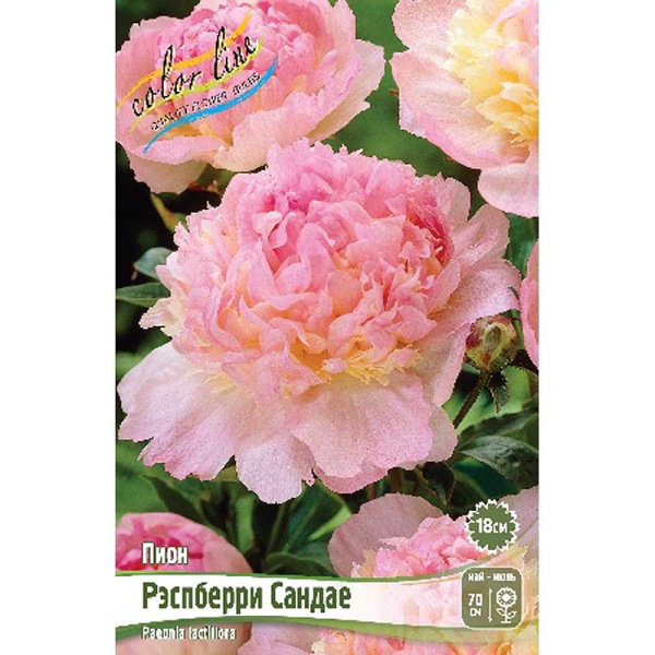 Пион Рэспберри Сандае 2/3 n 15 шт Биг-Пак 8016 