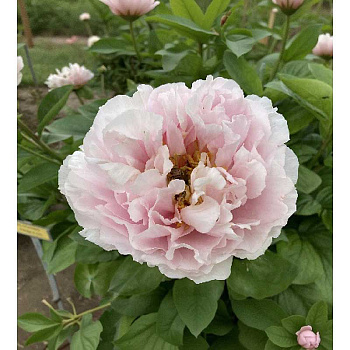 1410 Биг-Пак Пион Блашинг Принцесс 2/3 n 5 шт 