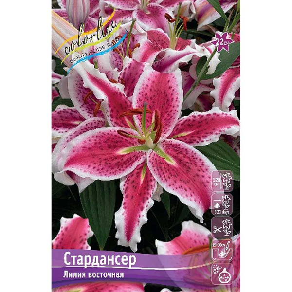 Лилия Стардансер 16/18 25 шт Биг-Пак 13763 