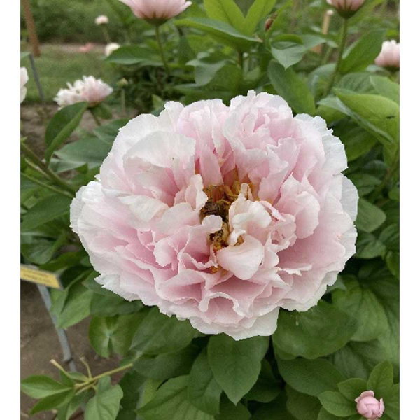 1410 Биг-Пак Пион Блашинг Принцесс 2/3 n 5 шт 