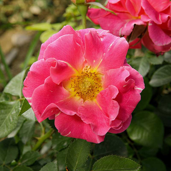 Роза почвопокровная Пинк сплэш Садовита