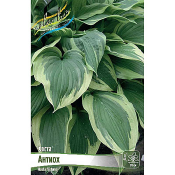 Хоста Антиох 1 n 2 шт