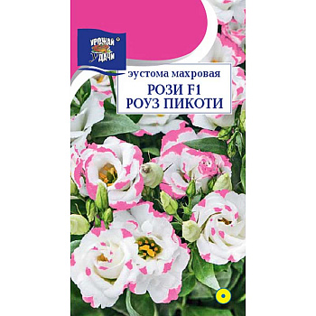 Эустома Рози Роуз Пикоти Урожай у дачи Ц 