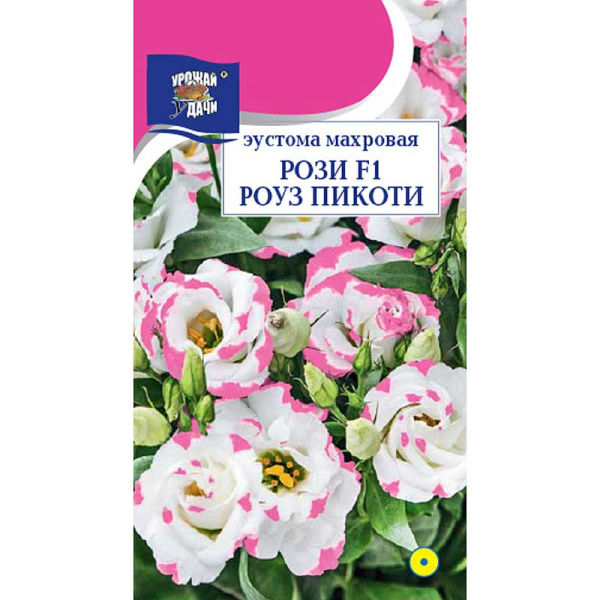 Эустома Рози Роуз Пикоти Урожай у дачи Ц 