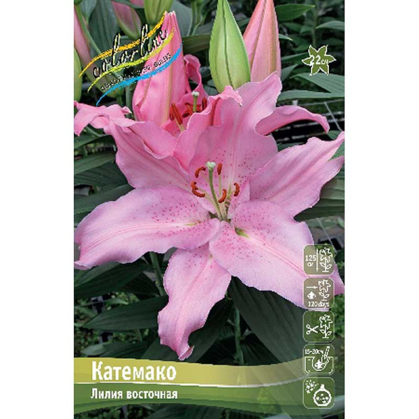 Лилия Катемако 12/14 5 шт 