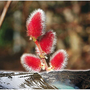 Ива Тонкостолбиковая Маунт Асо P9 шт