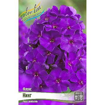 Флокс Кинг (Зе Кинг) I 50 шт Биг-Пак 657 
