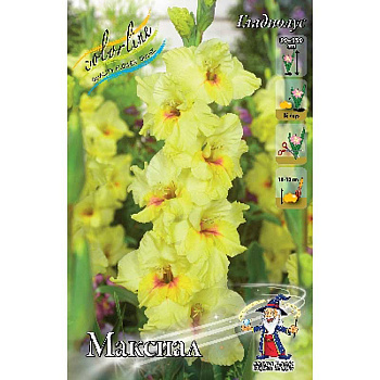 7173 Шоу-бокс Гладиолус Максиал 10/12 100 шт 