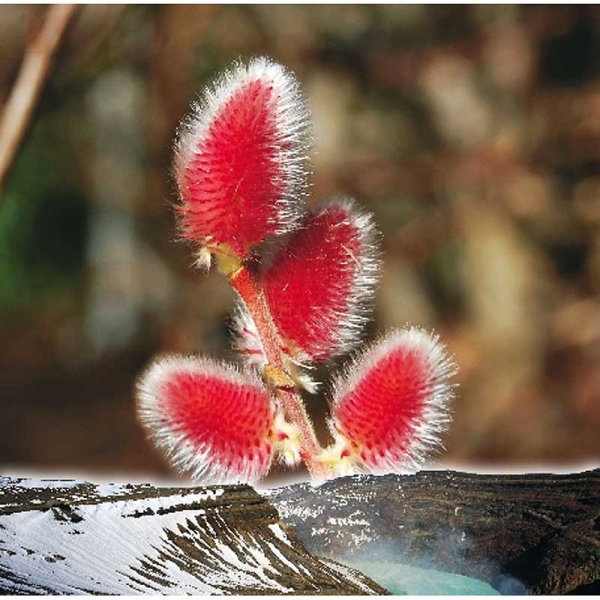 Ива Тонкостолбиковая Маунт Асо P9 шт