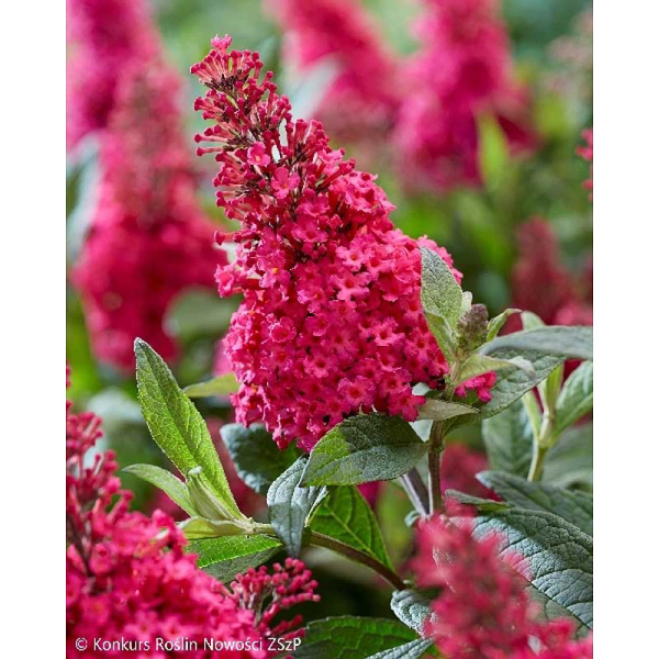 Буддлея Давида Баттерфляй Кенди Литтл Руби