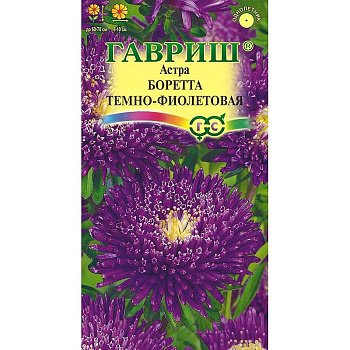 Астра Боретта темно-фиолетовая Гавриш Ц 