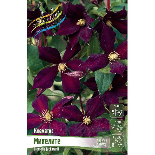 Клематис Микелите I 2 шт