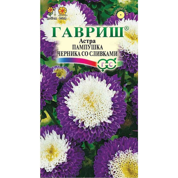 Астра Пампушка черника со сливками Гавриш Ц 