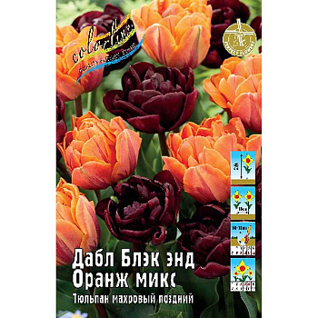 12497 Шоу-Бокс Тюльпан Дабл Блэк Энд Оранж Микс 11/12 75 шт