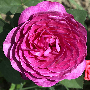 Роза флорибунда Хайди Клум Садовита