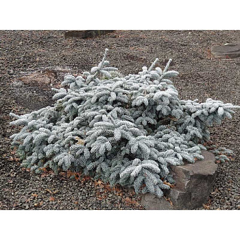 11071 Пихта Благородная Глаука Прострата 30-40см с комом ,шт