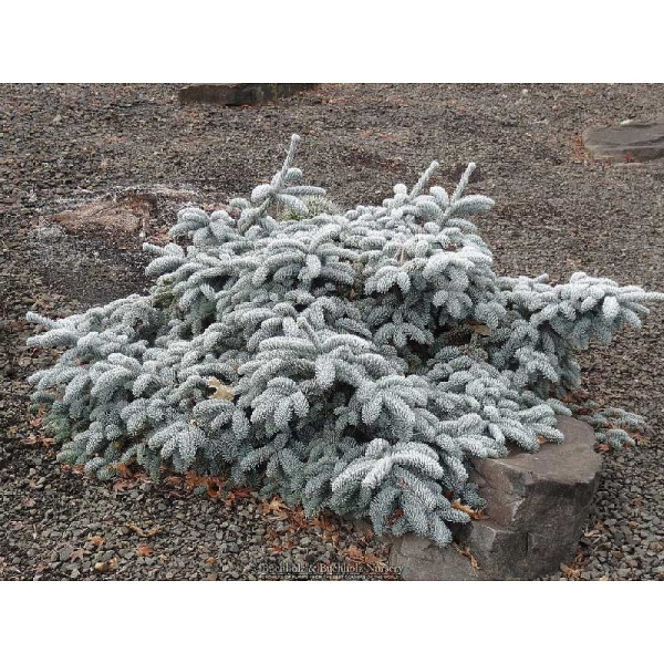 11071 Пихта Благородная Глаука Прострата 30-40см с комом ,шт