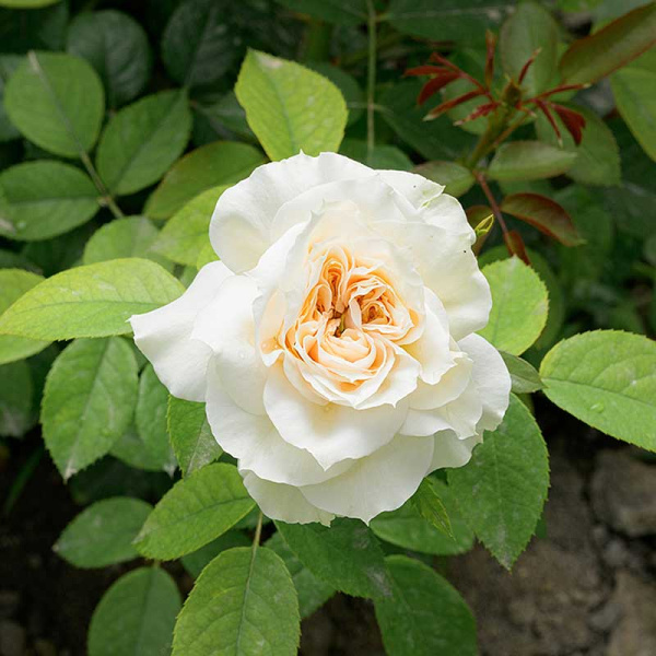 Роза Флорибунда Лионс Роуз Садовита