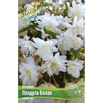 Бегония Пендула Белая 5/6 50 шт Шоу-бокс 8865