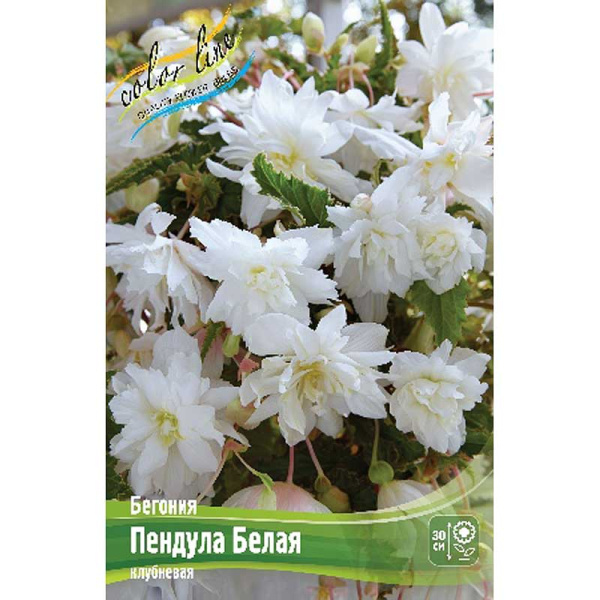 Бегония Пендула Белая 5/6 50 шт Шоу-бокс 8865