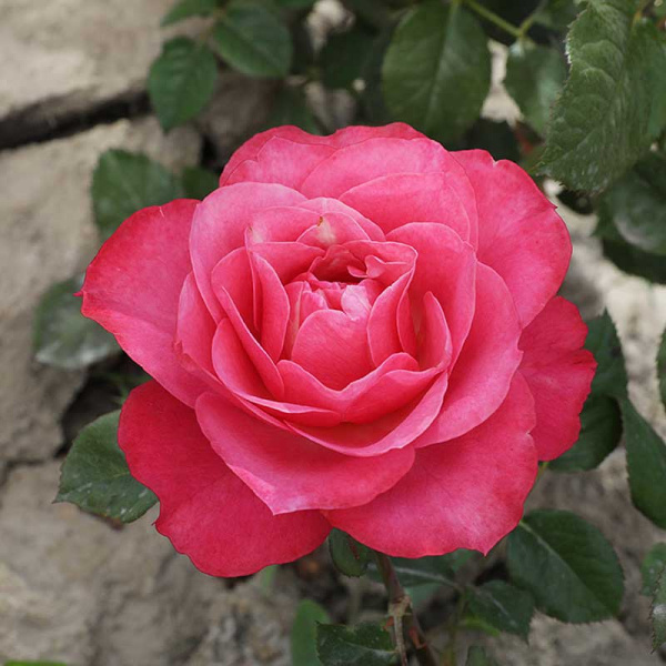 Роза флорибунда Ай Эм Грейтфул Садовита